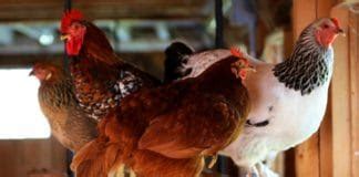 tuttosullegalline|Galline, Pollai, Razze Avicole, Ricette con Uova e Video di animali